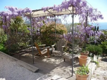 Plantes grimpantes pour pergolas