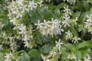 Faux jasmin étoilé