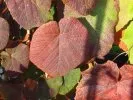 Vigne à grandes feuilles