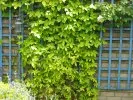Houblon doré