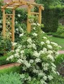 Hortensia grimpant