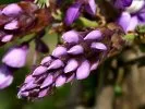 Glycine Okayama
