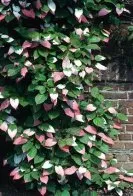 Actinidier rose - blanc - vert