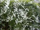Fallopia