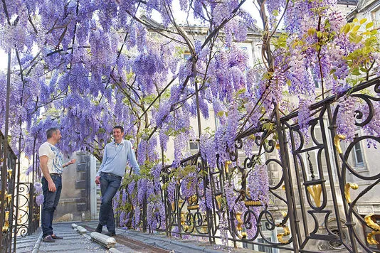 Une allée en fer forgé couvert par de la glycine mauve