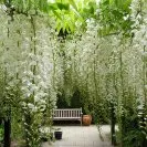 Glycine blanche du japon