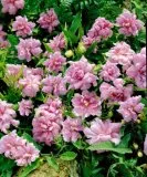 Liseron du Japon fleurs doubles