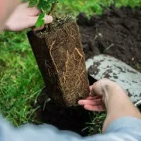 Vignette de l'article : Planter et entretenir les plantes grimpantes de sa pergola