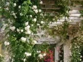 Plantes grimpantes pour pergolas