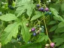 Vigne tricolore