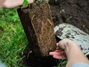 Planter et entretenir les plantes grimpantes de sa pergola