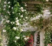 Vignette de la rubrique : Plantes grimpantes pour pergolas